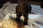 Small Photo #6 German Shorthaired Lab Puppy For Sale in RAPID CITY, SD, USA