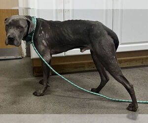 Mutt Dogs for adoption in Forestville, MD, USA