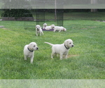 Small Photo #1 Labrador Retriever Puppy For Sale in CURTIS, NE, USA