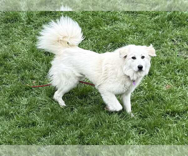 Medium Photo #12 Great Pyrenees-Unknown Mix Puppy For Sale in Mundelein, IL, USA
