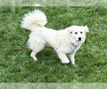 Small #11 Great Pyrenees Mix