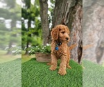 Small #1 Goldendoodle