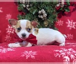 Small Photo #3 Chihuahua Puppy For Sale in KIRKWOOD, PA, USA