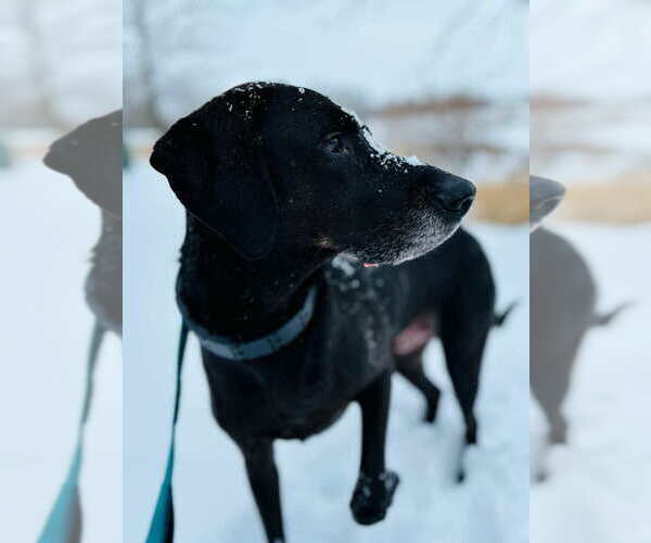 Medium Photo #7 Labrador Retriever-Unknown Mix Puppy For Sale in Aurora, IN, USA