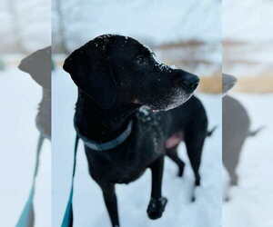 Reik (Scout) - Male Labrador Retriever-Unknown Mix Dog for Adoption - Photo #7