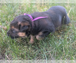 Small #5 German Shepherd Dog