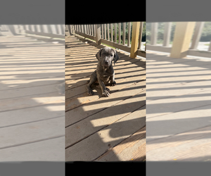Cane Corso Puppy for sale in NEW TAZEWELL, TN, USA