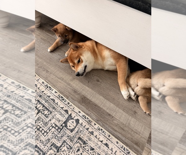 Medium Photo #15 Shiba Inu Puppy For Sale in COHUTTA, GA, USA