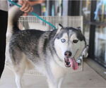 Small #2 Alaskan Malamute