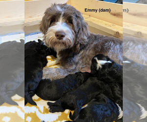 Mother of the Portuguese Water Dog puppies born on 01/17/2023
