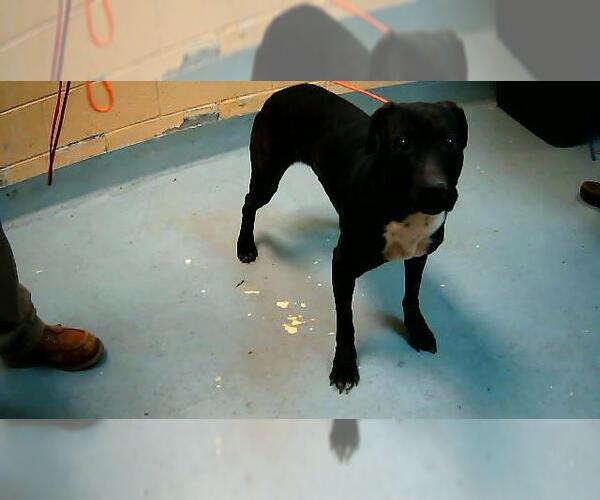 Medium Photo #1 Mutt Puppy For Sale in Tulsa, OK, USA