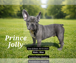 Puppy Prince Jolly French Bulldog