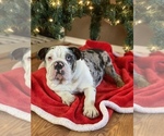 Small Photo #15 English Bulldog Puppy For Sale in BLOOMFIELD, NM, USA