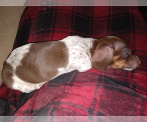Dachshund Puppy for sale in STEELE, AL, USA