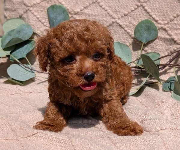 Medium Photo #38 Cockapoo Puppy For Sale in GOSHEN, IN, USA