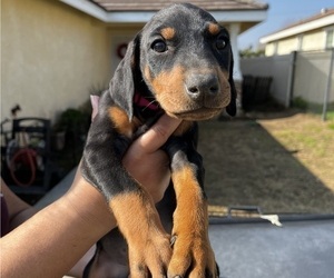 Doberman Pinscher Puppy for sale in HIGHLAND, CA, USA