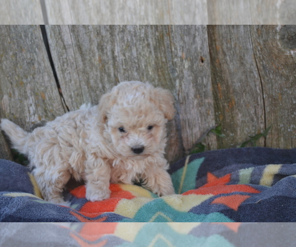 Medium Photo #5 Maltipoo Puppy For Sale in GREENWOOD, WI, USA
