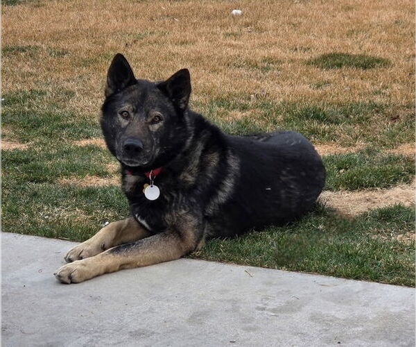 Medium Photo #2 German Shepherd Dog-Unknown Mix Puppy For Sale in MIDWAY, UT, USA