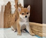 Small Photo #3 Shiba Inu Puppy For Sale in BEVERLY HILLS, CA, USA