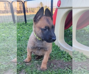 Belgian Malinois Puppy for sale in BERRY, AL, USA