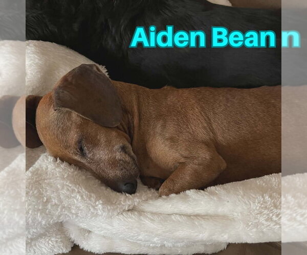 Medium Photo #6 Dachshund Puppy For Sale in San Antonio, TX, USA