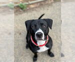 Small #12 American Pit Bull Terrier-Labrador Retriever Mix