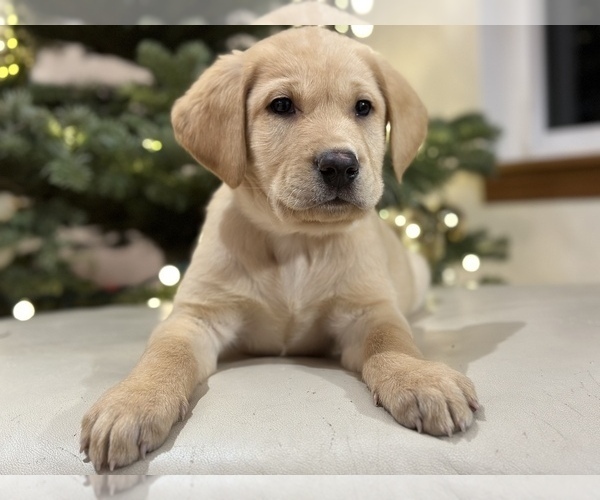 Medium Photo #16 Labrador Retriever Puppy For Sale in SEATTLE, WA, USA