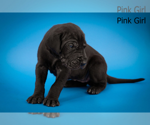 Great Dane Puppy for sale in WOLCOTTVILLE, IN, USA