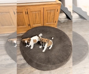 Jack Russell Terrier Litter for sale in FREEMAN, MO, USA