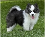 Small Photo #40 Pomsky Puppy For Sale in BAXTER, TN, USA