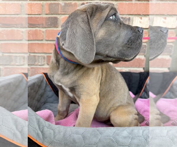 Medium Photo #2 Mutt Puppy For Sale in Goodyear, AZ, USA