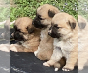 German Shepherd Dog-Great Pyrenees Mix Puppy for sale in UNION, KY, USA