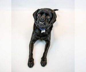 Labrador Retriever-Pug Mix Dogs for adoption in Kennesaw, GA, USA