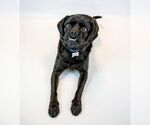 Small Labrador Retriever-Pug Mix
