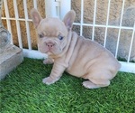 Small #1 French Bulldog