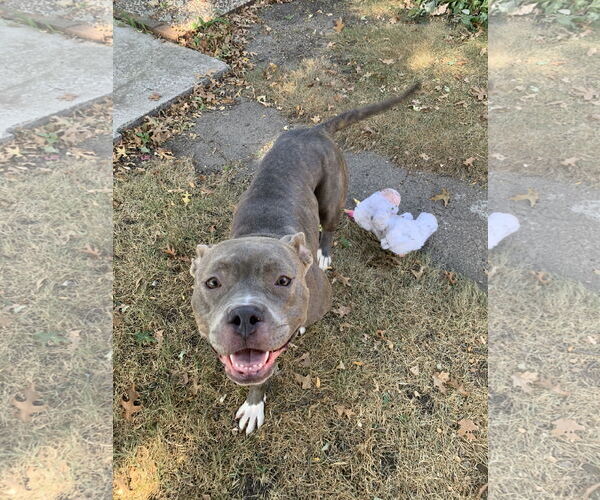Medium Photo #5 American Pit Bull Terrier-Staffordshire Bull Terrier Mix Puppy For Sale in Princeton, MN, USA