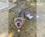 Small #4 American Pit Bull Terrier-Staffordshire Bull Terrier Mix
