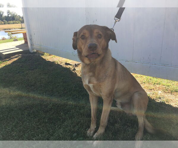 Medium Photo #3 Labrador Retriever Puppy For Sale in Linton, IN, USA