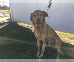 Small #2 Labrador Retriever