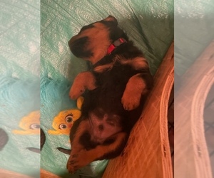 Rottweiler Puppy for sale in BALTIMORE, MD, USA