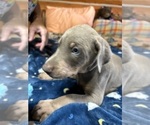 Puppy Bruno Doberman Pinscher