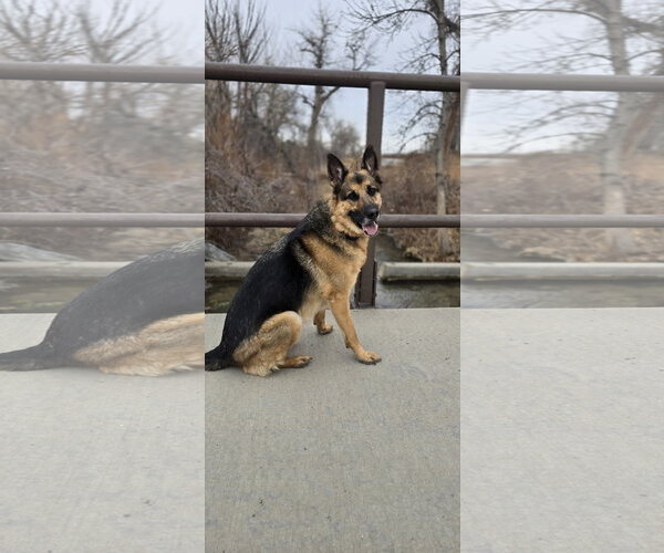Medium Photo #1 German Shepherd Dog Puppy For Sale in Aurora, CO, USA