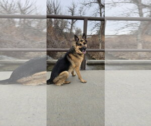 German Shepherd Dog Dogs for adoption in Aurora, CO, USA
