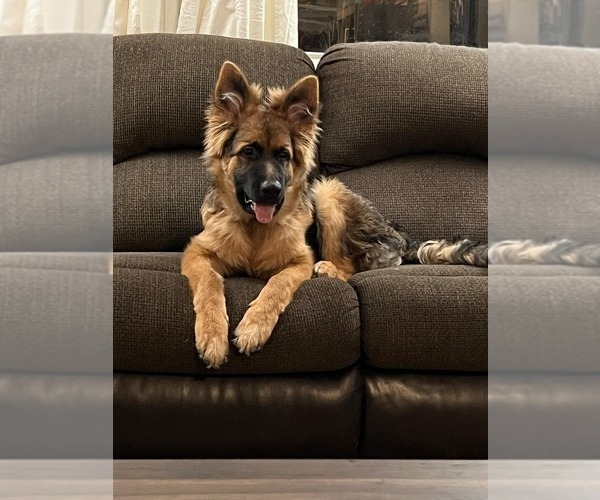 Medium Photo #35 German Shepherd Dog Puppy For Sale in LA FAYETTE, NY, USA