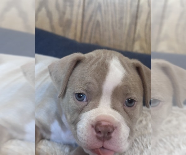 Medium Photo #1 American Bully Puppy For Sale in BOLINGBROOK, IL, USA