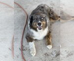 Small #3 Australian Shepherd