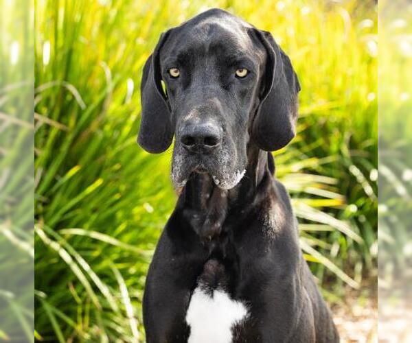 Medium Photo #2 Great Dane Puppy For Sale in Camarillo, CA, USA