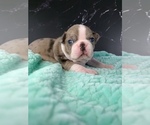Small Photo #33 Boston Terrier Puppy For Sale in TULARE, CA, USA