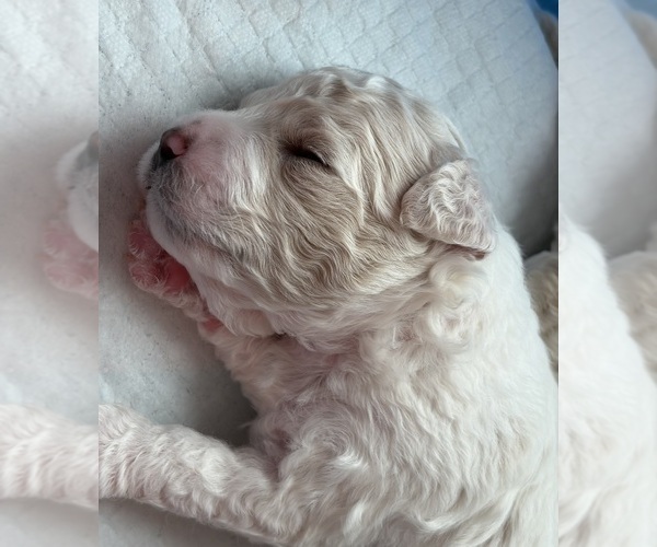 Medium Photo #9 Poochon Puppy For Sale in AUBURN, MA, USA