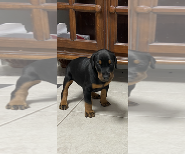 Medium Photo #1 Doberman Pinscher Puppy For Sale in CLARKSVILLE, MD, USA